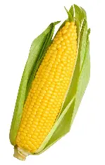 Corn