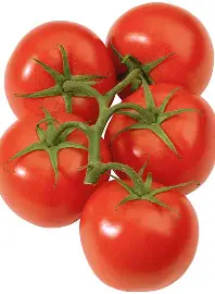 Tomato Vine Small Loose