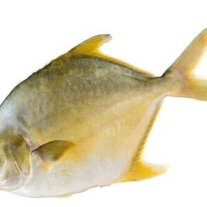 Gold Promfret Whole Fish