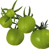 Tomato Green Vine